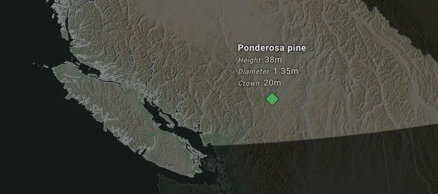 A map showing the location of a giant fir within British Columbia, and an inset photo.